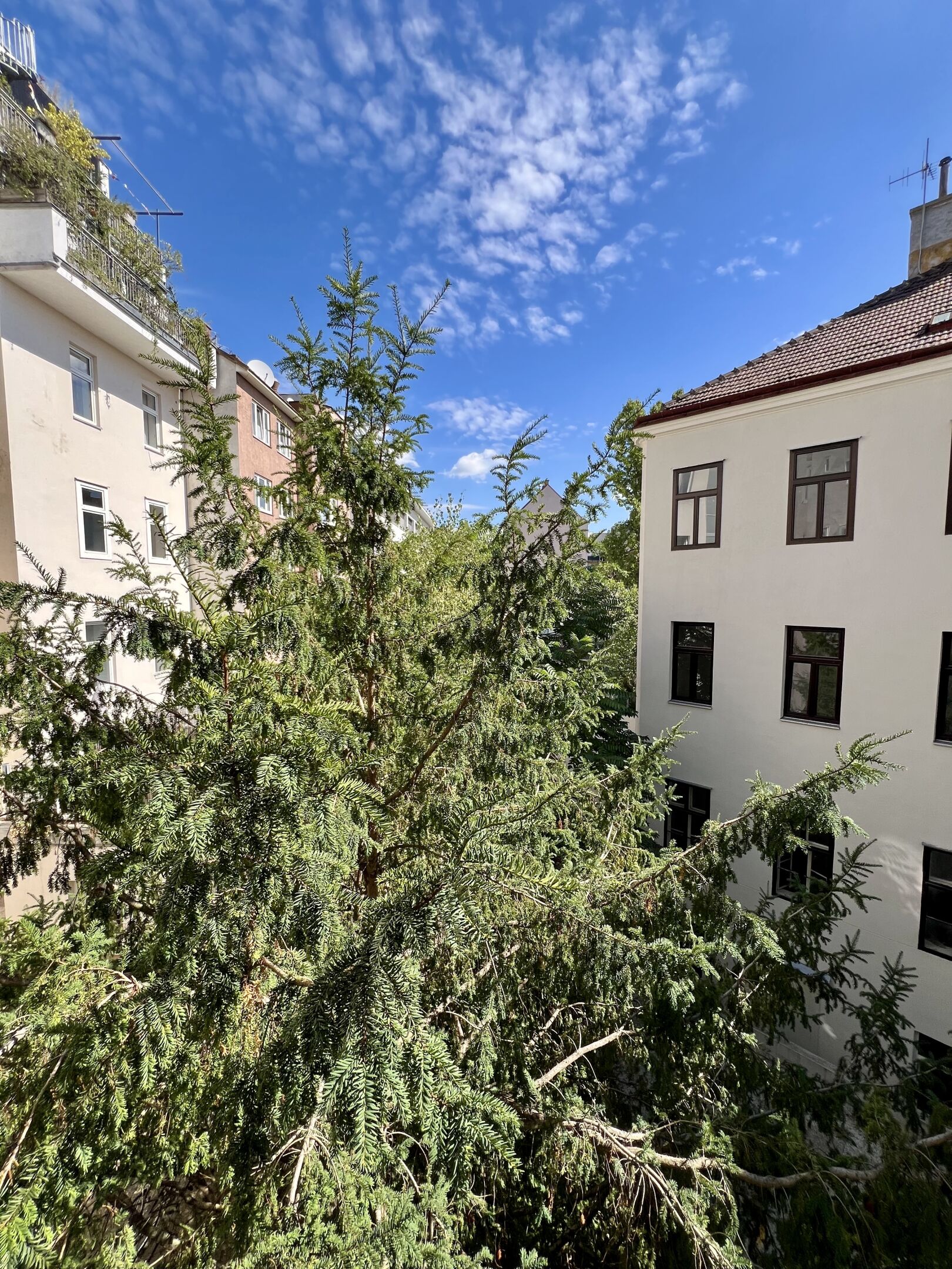 IMG 0594