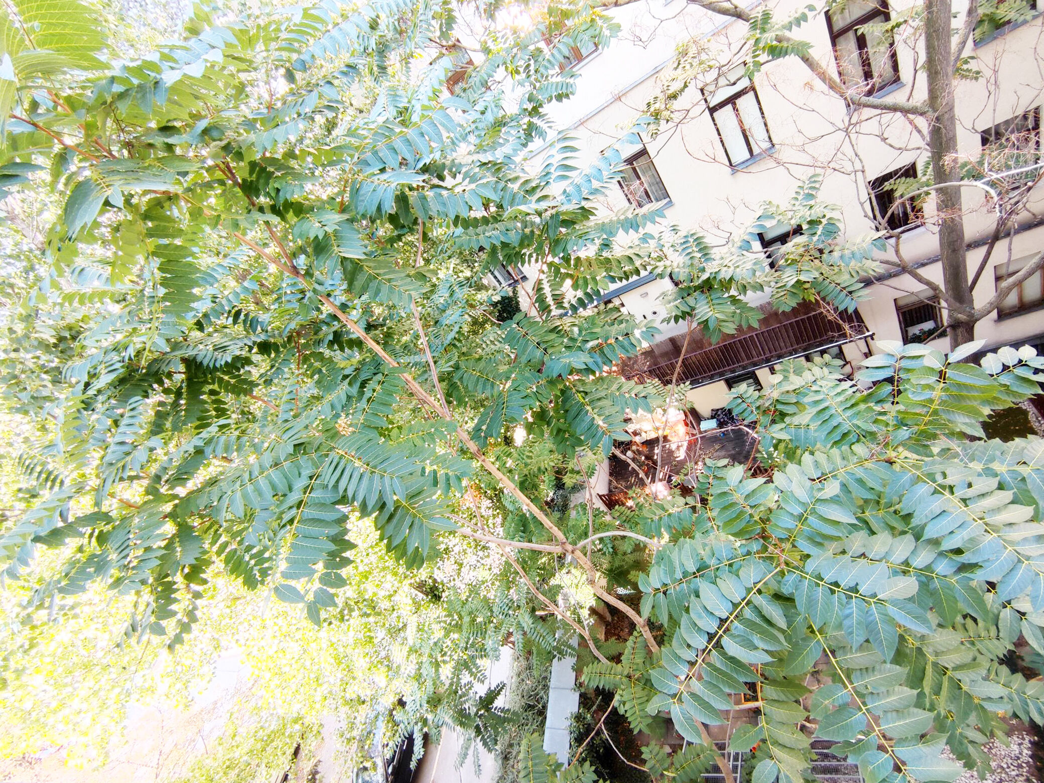 jungle