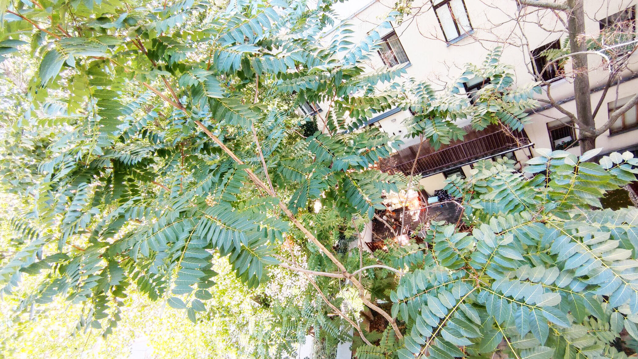jungle