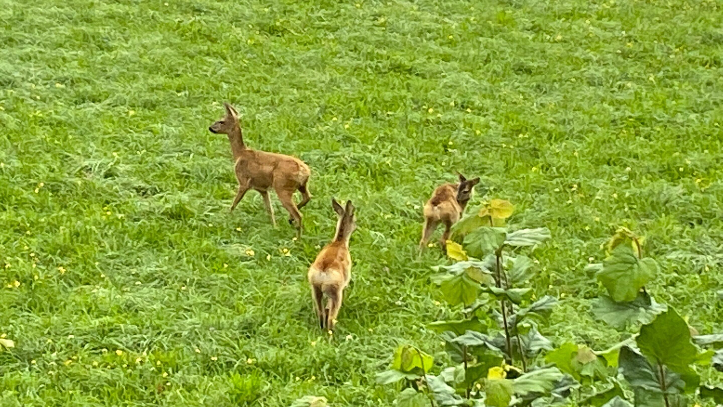tierische Bewohner in der Nachbarschaft